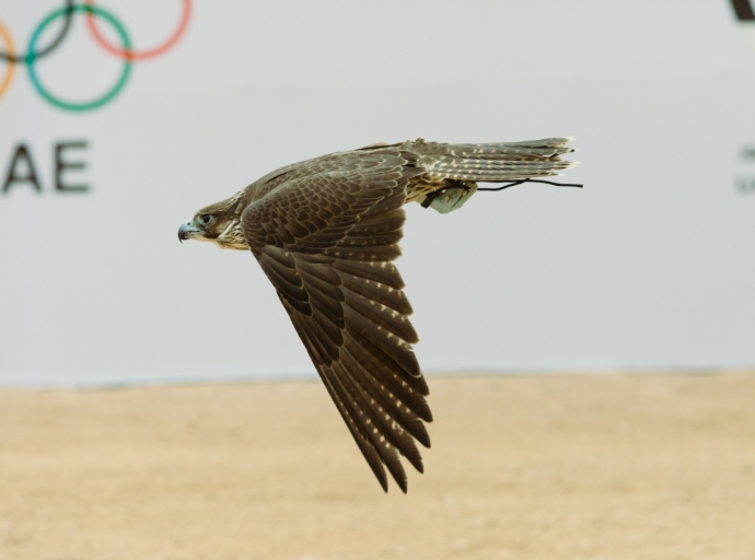 Etihad Cup for Falcon Races Set to Begin in Dubai on December